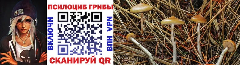 Галлюциногенные грибы Cubensis  купить   Егорьевск 